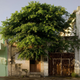 Image for article titled Abandoned Buildings In Tampico, Mexico Are Filled With Trees